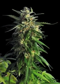 Delicious Seeds La Bella Afrodita Auto