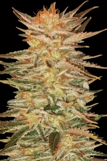 Paradise Seeds Ice Cream