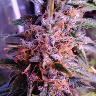 Delicious Seeds Northern Light Blue Auto