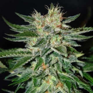 Delicious Seeds Sugar Black Rose Auto