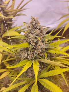 Delicious Seeds Cotton Candy Kush