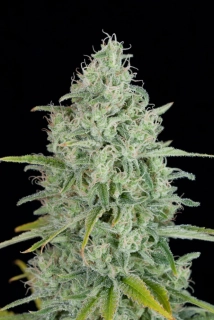 Delicious Seeds Critical Jack Herer