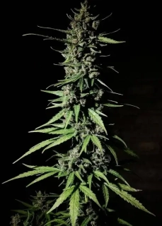 Delicious Seeds Critical Neville Haze 2.0