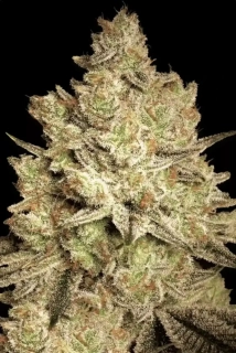 Paradise seeds Jacky White