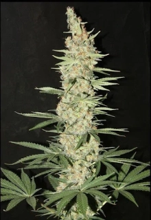 Delicious Seeds Critical Kali Mist