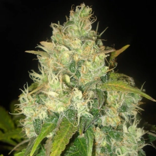 Delicious Seeds Black Russian