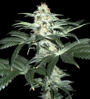Delicious Seeds Critical Sensi Star