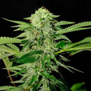 Delicious Seeds Sugar Black Rose