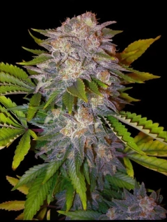 Delicious Seeds Caramelo Early Version
