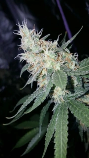 Delicious Seeds Sugar Black Rose Early Version