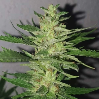 Delicious Seeds Cannabis výherci 2, 9 ks