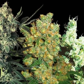 Sensi Seeds Feminizovaný Mix