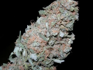 Sensi Seeds Maple Leaf 10ks Regular