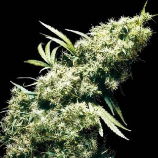 Sensi Seeds Marley´s Collie 10ks Regular