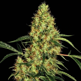 Sensi Seeds Mexican Sativa 10ks Regular