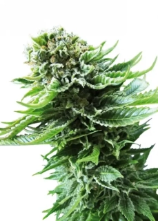 Sensi Seeds Mother's Finest 10ks Regular
