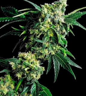 Sensi Seeds Mr Nice G13 x Hash Plant 10ks Regular