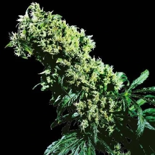 Sensi Seeds Northern Light #5 x Haze 10ks Regular