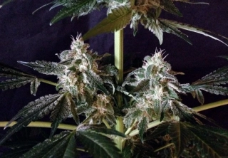 Sensi Seeds Northern Light 10ks Regular
