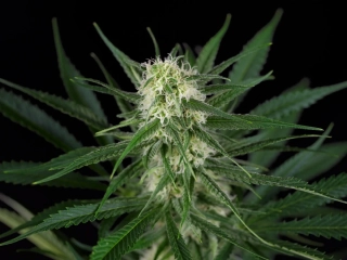Sensi Seeds Northern Lights Autoflowering