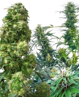 Sensi Seeds Outdoor Mix 25ks Regular
