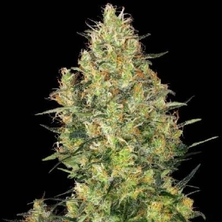 Sensi Seeds Sensi Skunk 10ks Regular