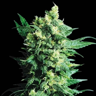 Sensi Seeds Shiva Shanti I 10ks Regular