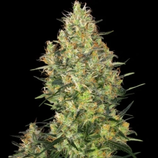 Sensi Seeds Shiva Skunk
