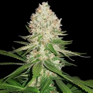 Sensi Seeds Silver Haze #9 x Haze