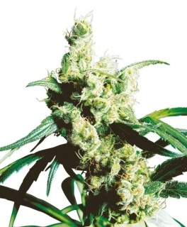 Sensi Seeds Silver Haze 10ks Regular 