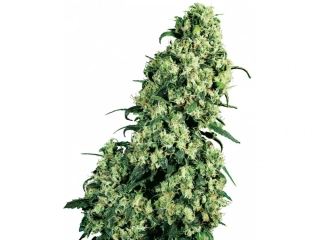 Sensi Seeds Skunk #1