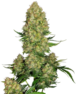 Sensi Seeds Skunk #1 Auto