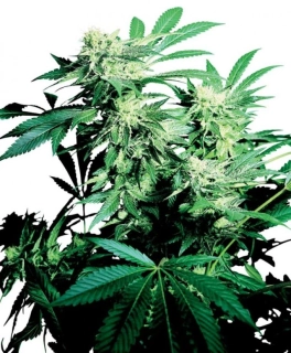 Sensi Seeds Skunk Kush