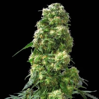 Sensi Seeds Skunk Kush 10ks Regular
