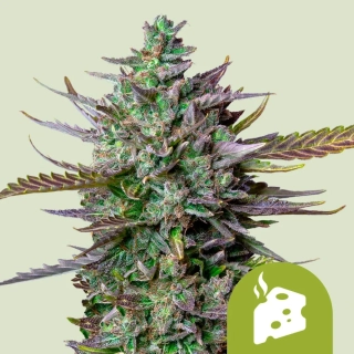 Royal Queen Seeds Blue Cheese
