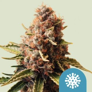 Royal Queen Seeds Euphoria