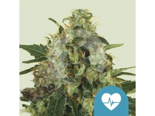 Royal Queen Seeds Medical Mix