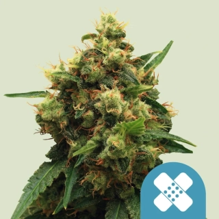 Royal Queen Seeds Painkiller XL