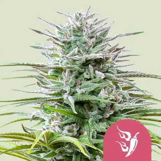 Royal Queen Seeds Speedy Chile - Fast