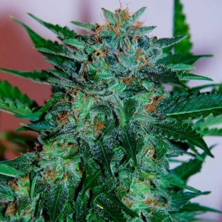 Samsara Seeds Flash Babylon Auto