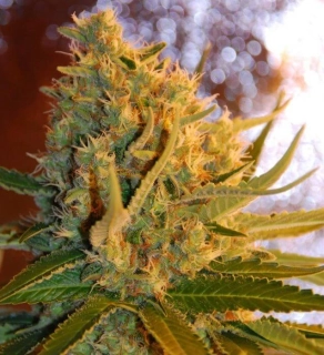 Samsara Seeds Shot Adrenaline Auto