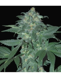 Samsara Seeds Ultraviolet Auto