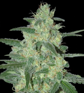 Samsara Seeds Holly Grail 69 