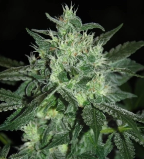 Samsara Seeds Spice White Devil 