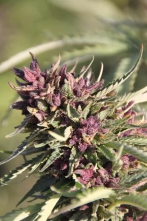 Paradise Seeds Sweet Purple