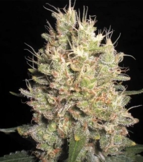 Samsara Seeds Crazy Miss Hyde 