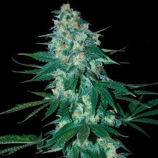 Samsara Seeds El Alquimista