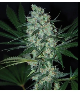 Samsara Seeds Green Love Potion 