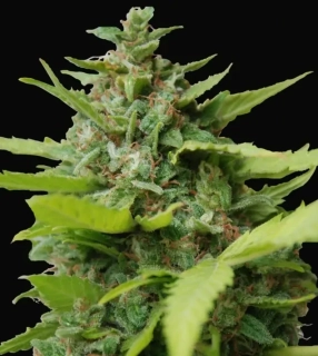 Samsara Seeds Kiss Dragon 