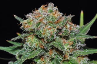 Samsara Seeds Spiritual Punk 